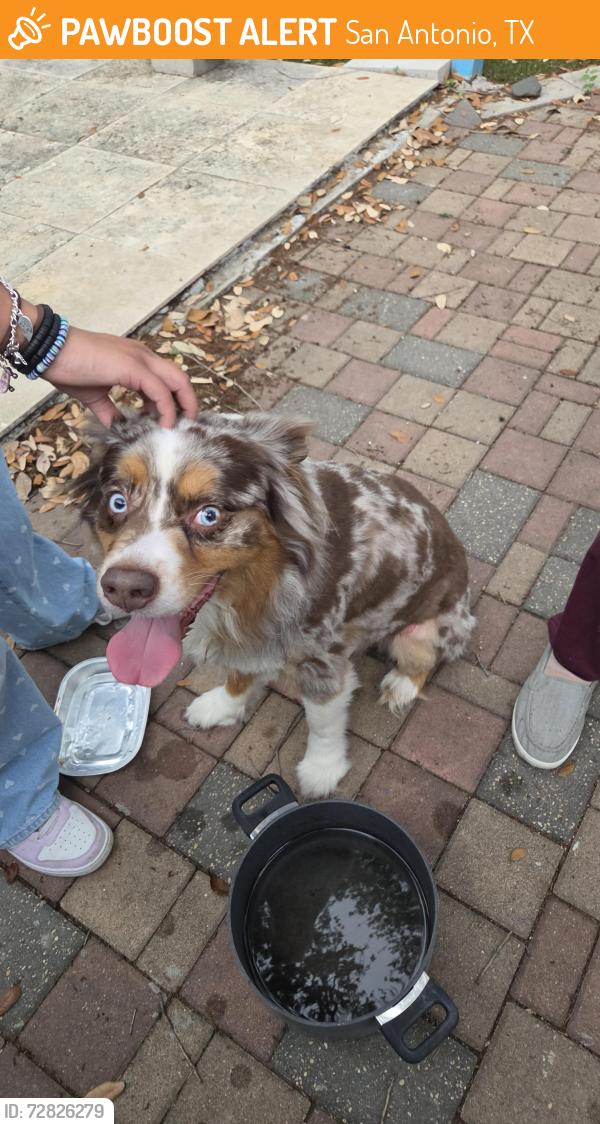 Found/Stray Male Dog last seen Military and Marbach, San Antonio, TX 78227