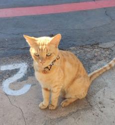 Lost Male Cat last seen Near Palm ave, San Diego, CA 92154