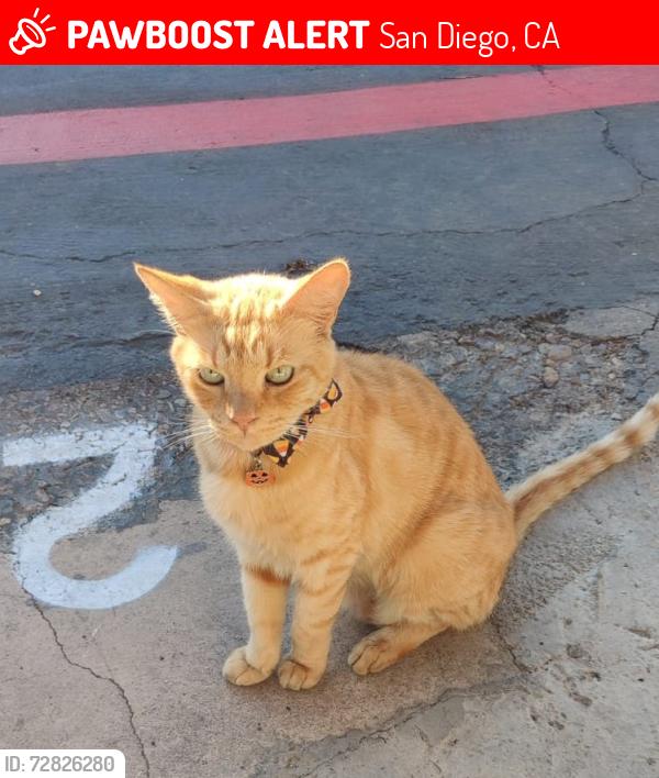 Lost Male Cat last seen Near Palm ave, San Diego, CA 92154