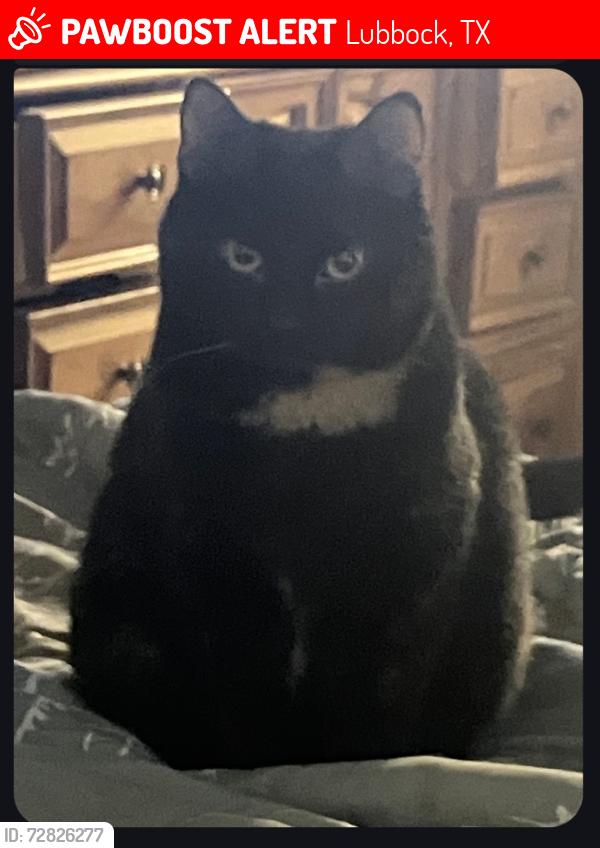 Lost Female Cat last seen Wayne Ave , Lubbock, TX 79414