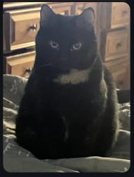 Lost Female Cat last seen Wayne Ave , Lubbock, TX 79414