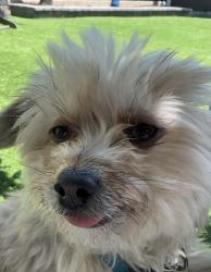 Lost Female Dog last seen Near clanton pl San Diego Ca , San Diego, CA 92154