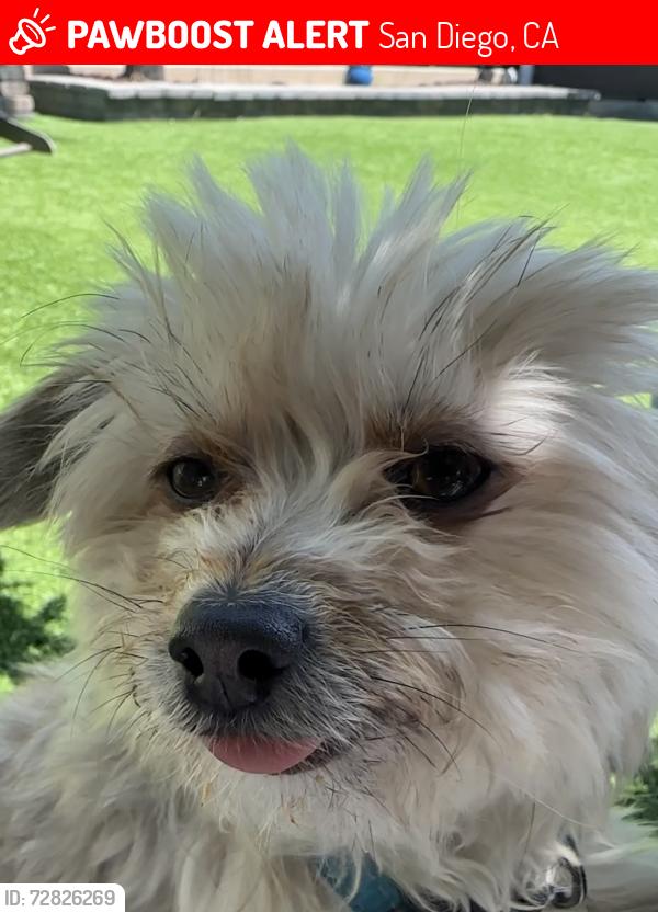 Lost Female Dog last seen Near clanton pl San Diego Ca , San Diego, CA 92154