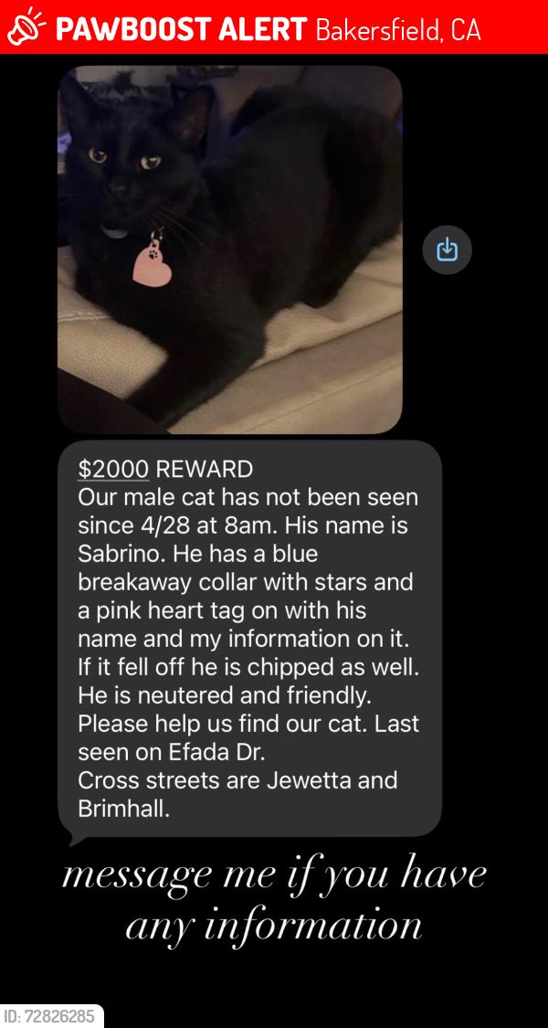 Lost Male Cat last seen Jewetta and Brimhall st, Bakersfield, CA 93312