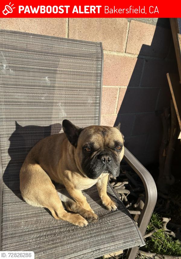 Lost Male Dog last seen Edwards and Sey , Bakersfield, CA 93306