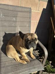 Lost Male Dog last seen Edwards and Sey , Bakersfield, CA 93306