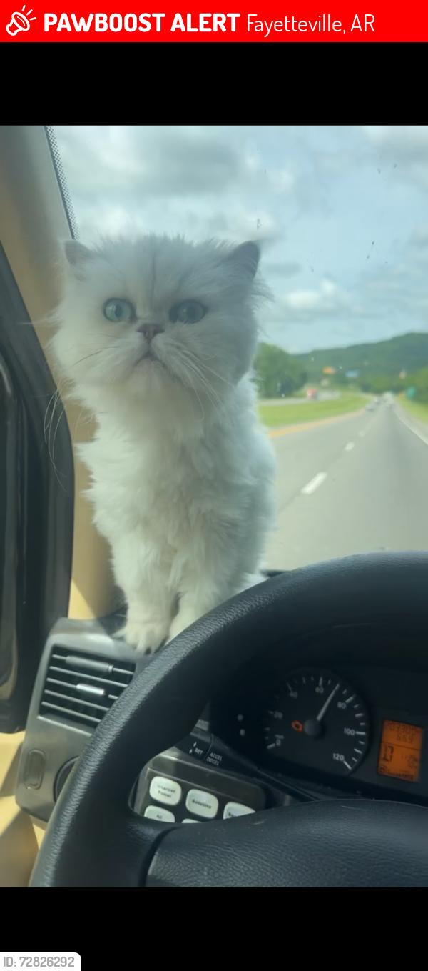 Lost Male Cat last seen Right next to us pizza, piano bar , Fayetteville, AR 72701