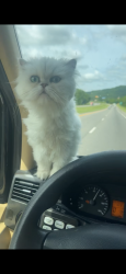 Lost Male Cat last seen Right next to us pizza, piano bar , Fayetteville, AR 72701