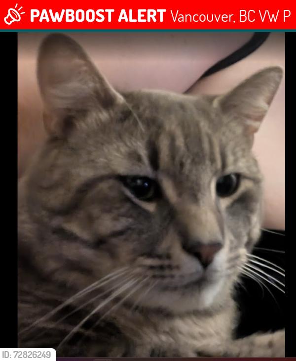Lost Male Cat last seen 45th at inverness, Vancouver, BC V5W 3P9