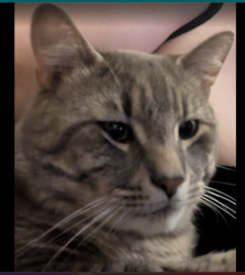 Lost Male Cat last seen 45th at inverness, Vancouver, BC V5W 3P9