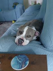 Lost Male Dog last seen Liberty park , Palm Bay, FL 32909
