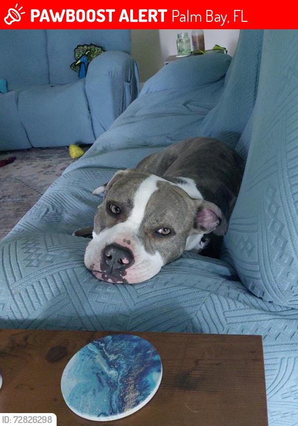 Lost Male Dog last seen Liberty park , Palm Bay, FL 32909