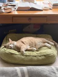 Lost Male Cat last seen Lexington Dr , Hillsboro, OR 97123