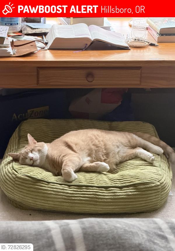 Lost Male Cat last seen Lexington Dr , Hillsboro, OR 97123