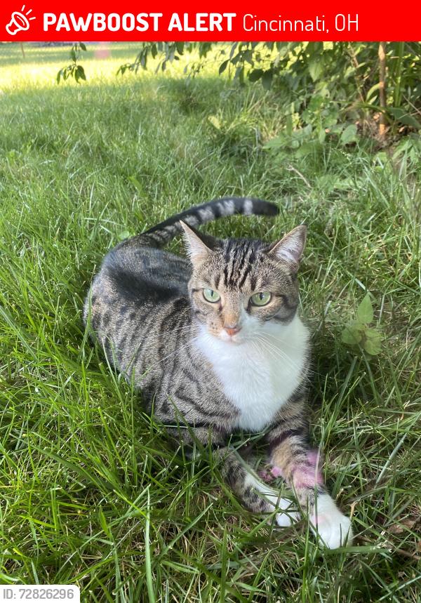 Lost Female Cat last seen Winton and Compton, Cincinnati, OH 45231