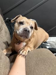 Lost Female Dog last seen Near Blackstone , Detroit, MI 48219