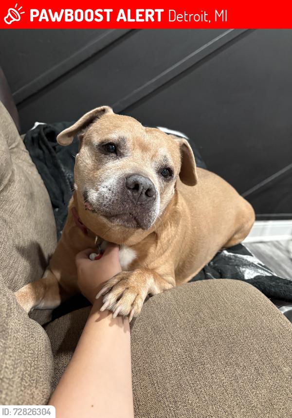 Lost Female Dog last seen Near Blackstone , Detroit, MI 48219