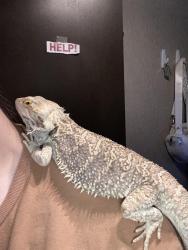 Lost Male Reptile last seen Buffalo Ridge RV Park, Henderson, TX 75652