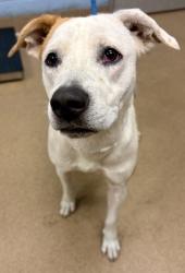 Shelter Stray Female Dog last seen Near UNION GROVE ROAD, 30058, GA, Atlanta, GA 30341