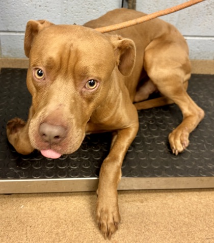 Shelter Stray Male Dog last seen Near UNION GROVE ROAD, 30058, GA, Atlanta, GA 30341
