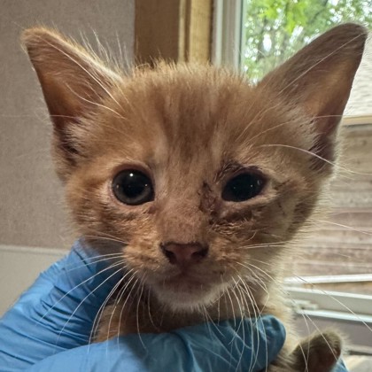 Shelter Stray Female Cat last seen Brazos County, TX 77803, Bryan, TX 77807