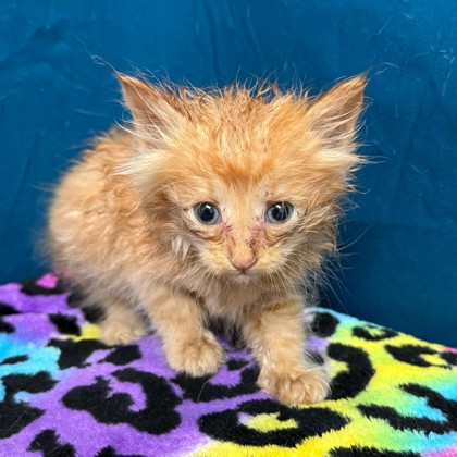 Shelter Stray Male Cat last seen Peach Creek Rd | Peach Creek Cutoff, Brazos County, TX, 5359 Leonard Rd, Bryan, TX 77807, USA
