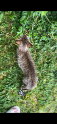 Found/Stray Male Cat last seen Near McPherson Avenue, Cincinnati, OH, USA, Cincinnati, OH 45205