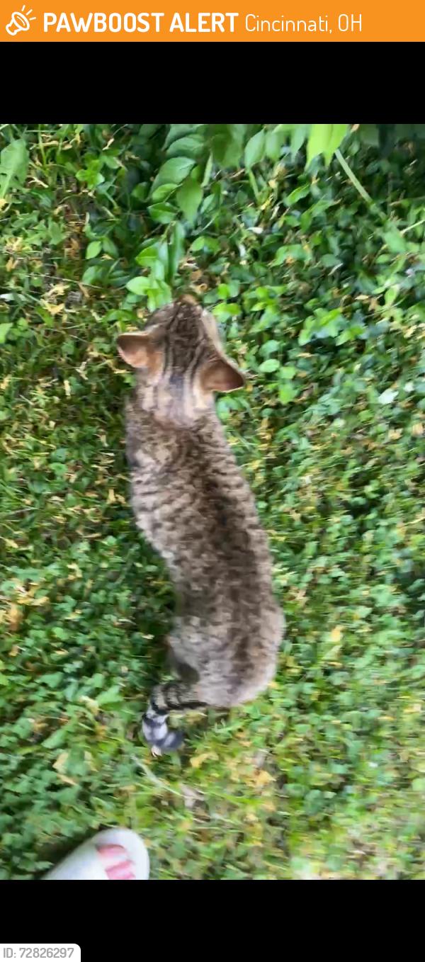 Found/Stray Male Cat last seen Near McPherson Avenue, Cincinnati, OH, USA, Cincinnati, OH 45205