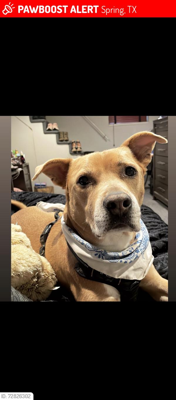 Lost Male Dog last seen Near la palapa on 2920 , Spring, TX 77379