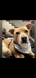Lost Male Dog last seen Near la palapa on 2920 , Spring, TX 77379