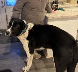 Lost Male Dog last seen Upper Dwyer Hill Rd and Kinburn Side re, Ottawa, ON K0A 2H0