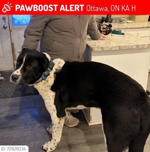 Lost Male Dog last seen Upper Dwyer Hill Rd and Kinburn Side re, Ottawa, ON K0A 2H0