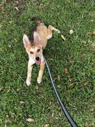 Found/Stray Male Dog last seen Renwick & Darnell St., Houston, TX 77096