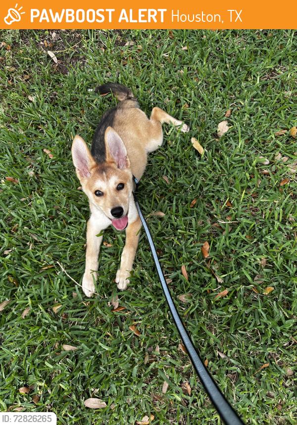 Found/Stray Male Dog last seen Renwick & Darnell St., Houston, TX 77096