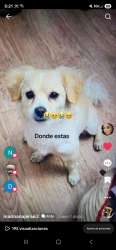 Lost Male Dog last seen S 7th Pl & E Broadway RD, Phoenix, AZ 85040