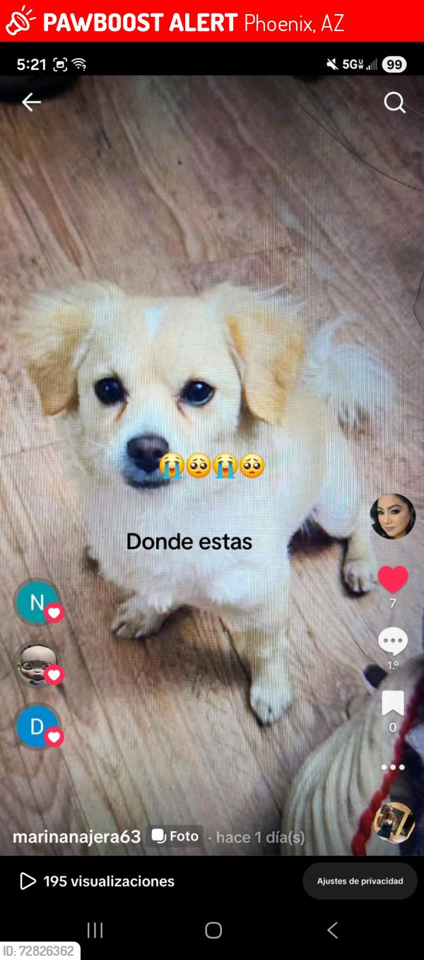 Lost Male Dog last seen S 7th Pl & E Broadway RD, Phoenix, AZ 85040