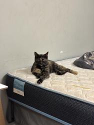 Lost Female Cat last seen Near shoals trail Dallas ga , Dallas, GA 30132