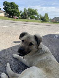 Found/Stray Male Dog last seen Near NW 9th St, Oklahoma City, OK 73106, Oklahoma City, OK 73106