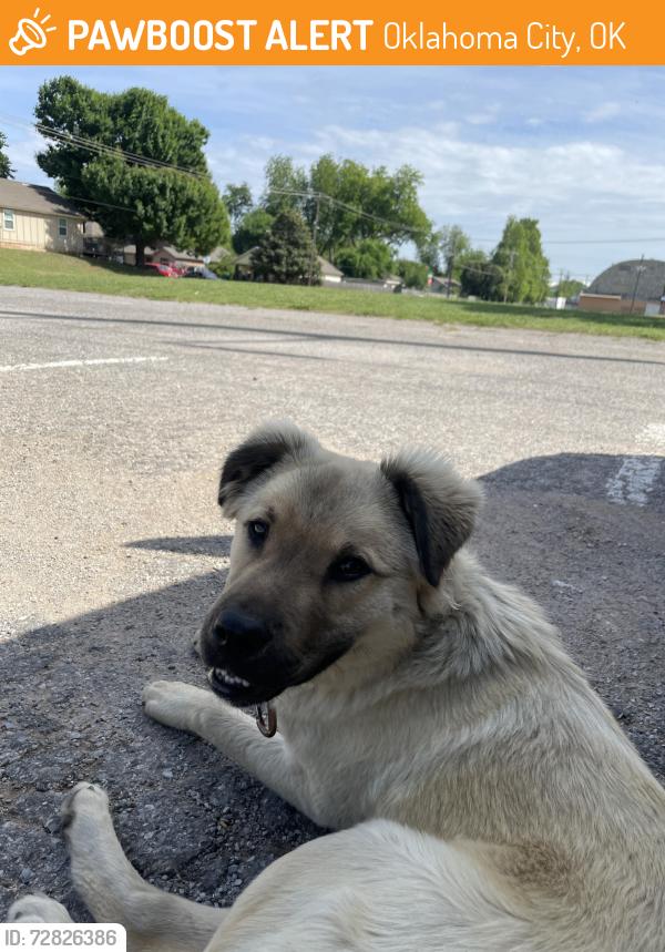Found/Stray Male Dog last seen Near NW 9th St, Oklahoma City, OK 73106, Oklahoma City, OK 73106