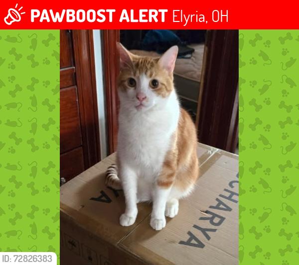 Lost Male Cat last seen East avenue and George st intersection, Elyria, OH 44035