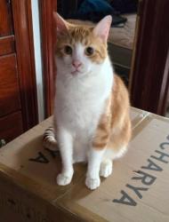 Lost Male Cat last seen East avenue and George st intersection, Elyria, OH 44035