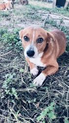 Lost Male Dog last seen Near Victoria Dr, Alameda, Brownsville, TX 78521
