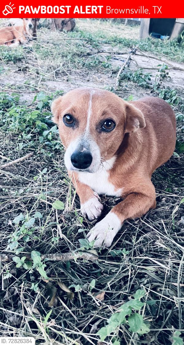 Lost Male Dog last seen Near Victoria Dr, Alameda, Brownsville, TX 78521