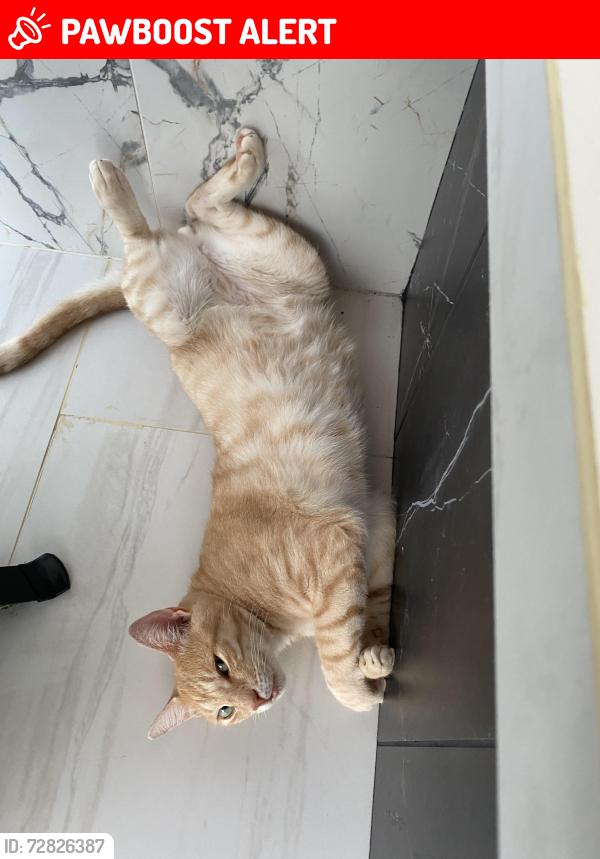 Lost Male Cat last seen Near Bartlett cove, Panama City Beach, FL 32413