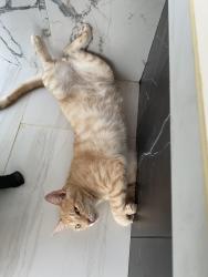Lost Male Cat last seen Near Bartlett cove, Panama City Beach, FL 32413
