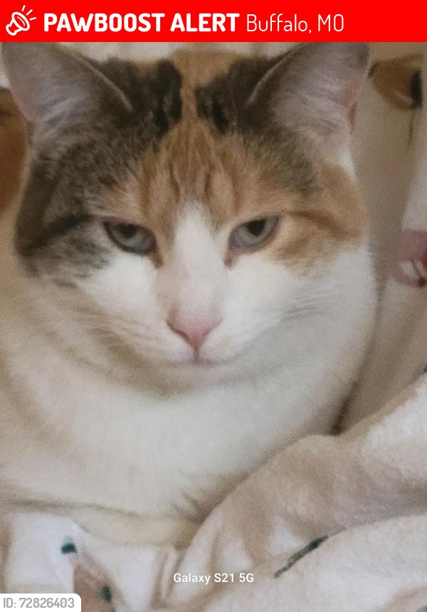 Lost Female Cat last seen Dallas and Main, Buffalo, MO 65622