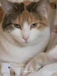 Lost Female Cat last seen Dallas and Main, Buffalo, MO 65622
