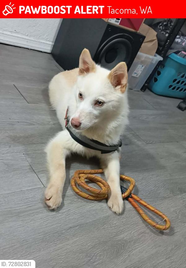 Lost Female Dog last seen  Could be anywhere in Tacoma or Graham , Tacoma, WA 98404