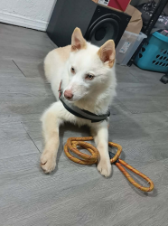 Lost Female Dog last seen  Could be anywhere in Tacoma or Graham , Tacoma, WA 98404