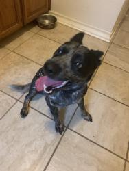 Found/Stray Male Dog last seen Indian Hollow & Ramblewood, San Antonio, TX 78261